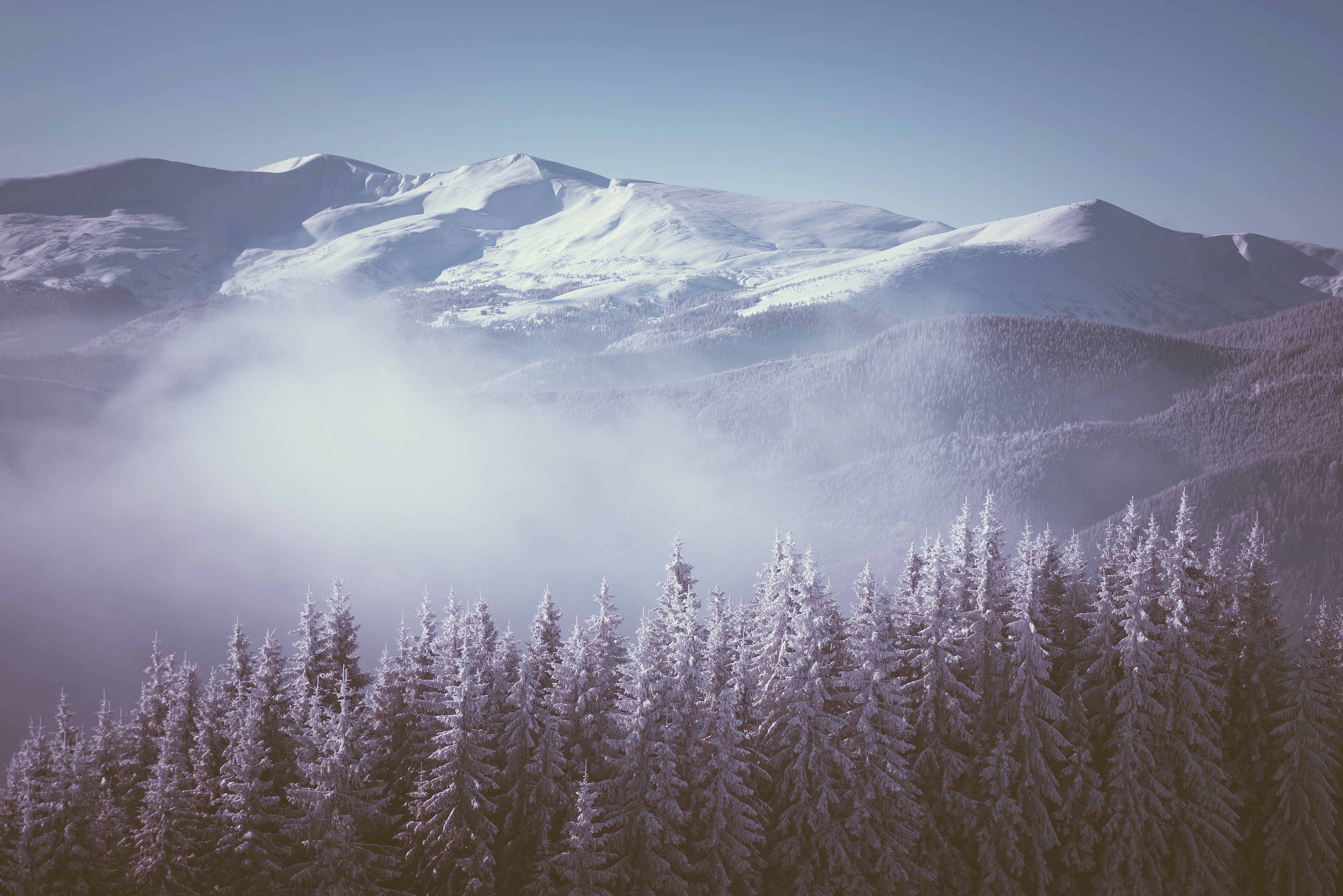 winter, Mountains, Fir, Fog, Nature Wallpaper