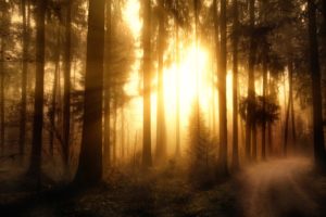 forests, Trees, Rays, Of, Light, Misty, Forest
