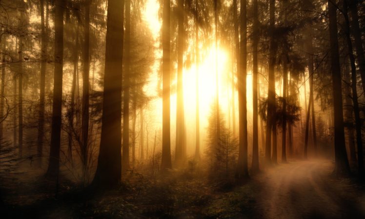 forests, Trees, Rays, Of, Light, Misty, Forest HD Wallpaper Desktop Background