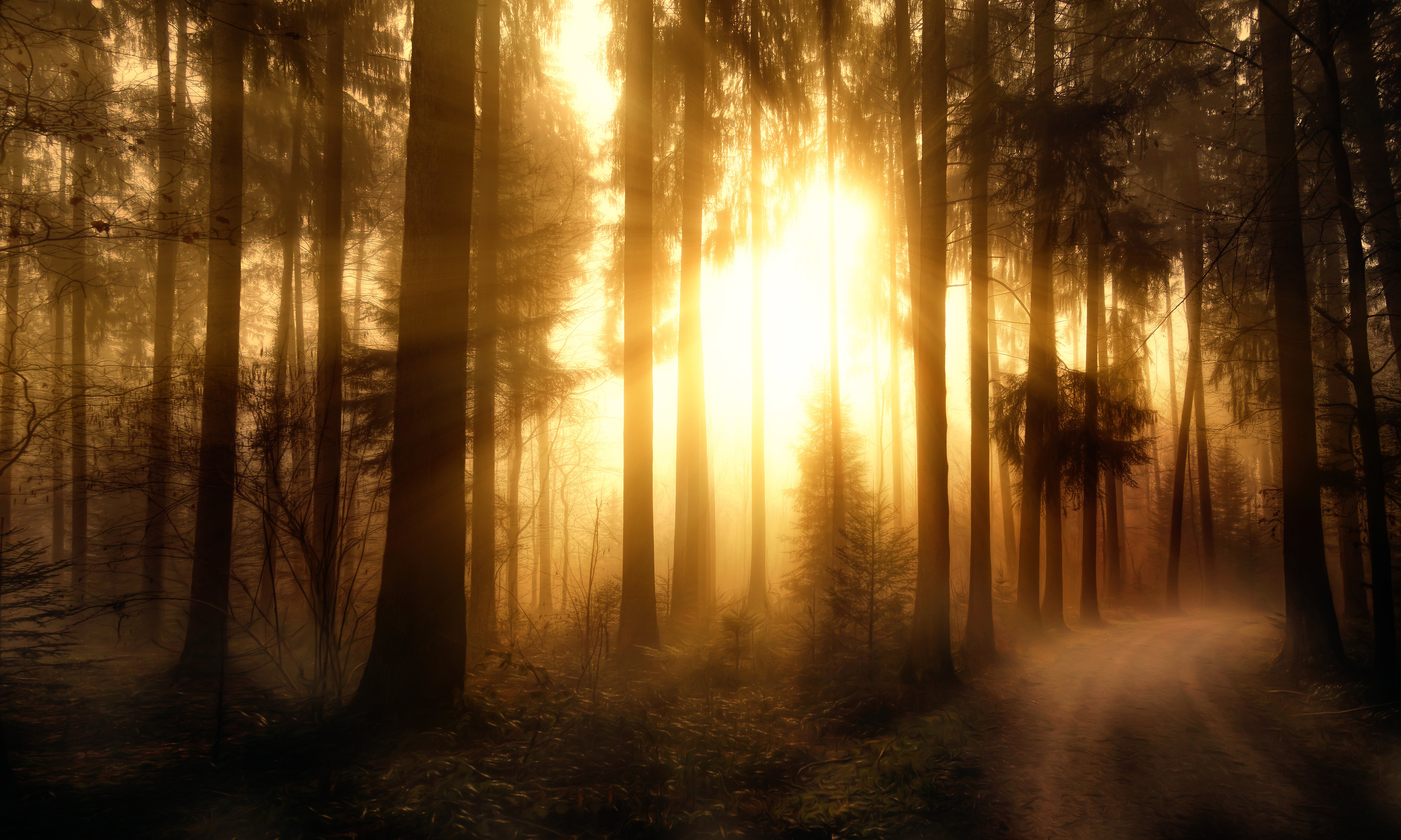 forests, Trees, Rays, Of, Light, Misty, Forest Wallpaper