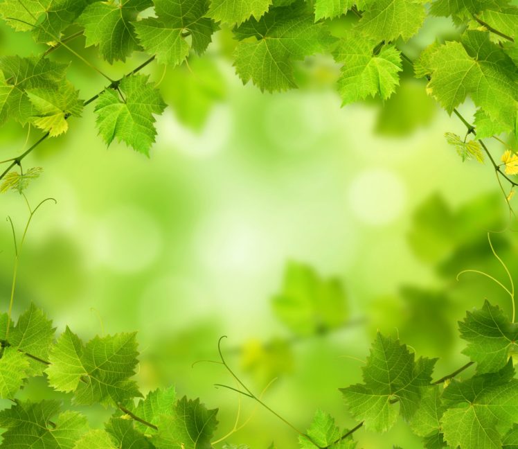 foliage, Green, Nature HD Wallpaper Desktop Background