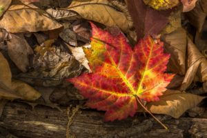 autumn, Closeup, Foliage, Nature