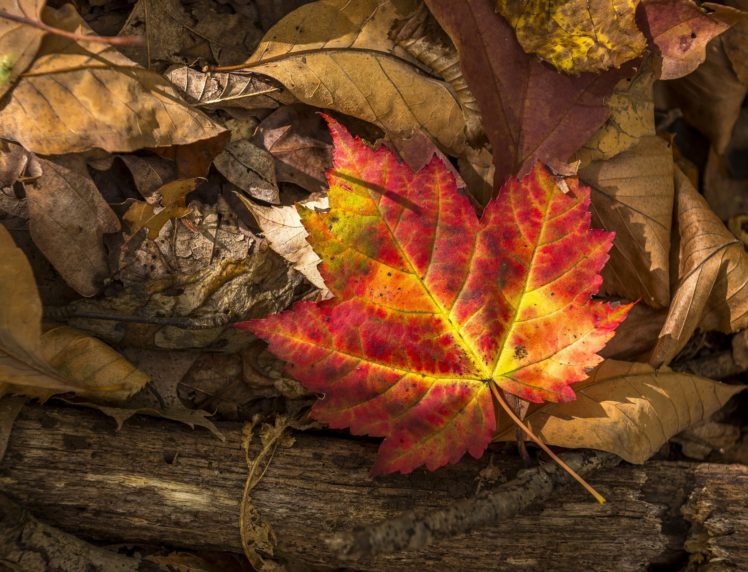 autumn, Closeup, Foliage, Nature HD Wallpaper Desktop Background