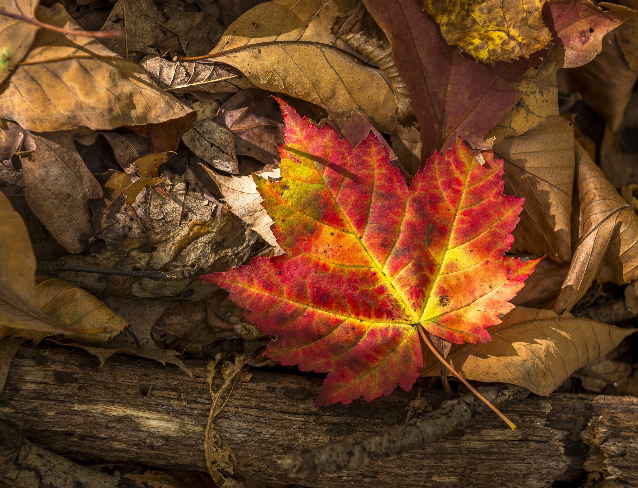 autumn, Closeup, Foliage, Nature Wallpaper