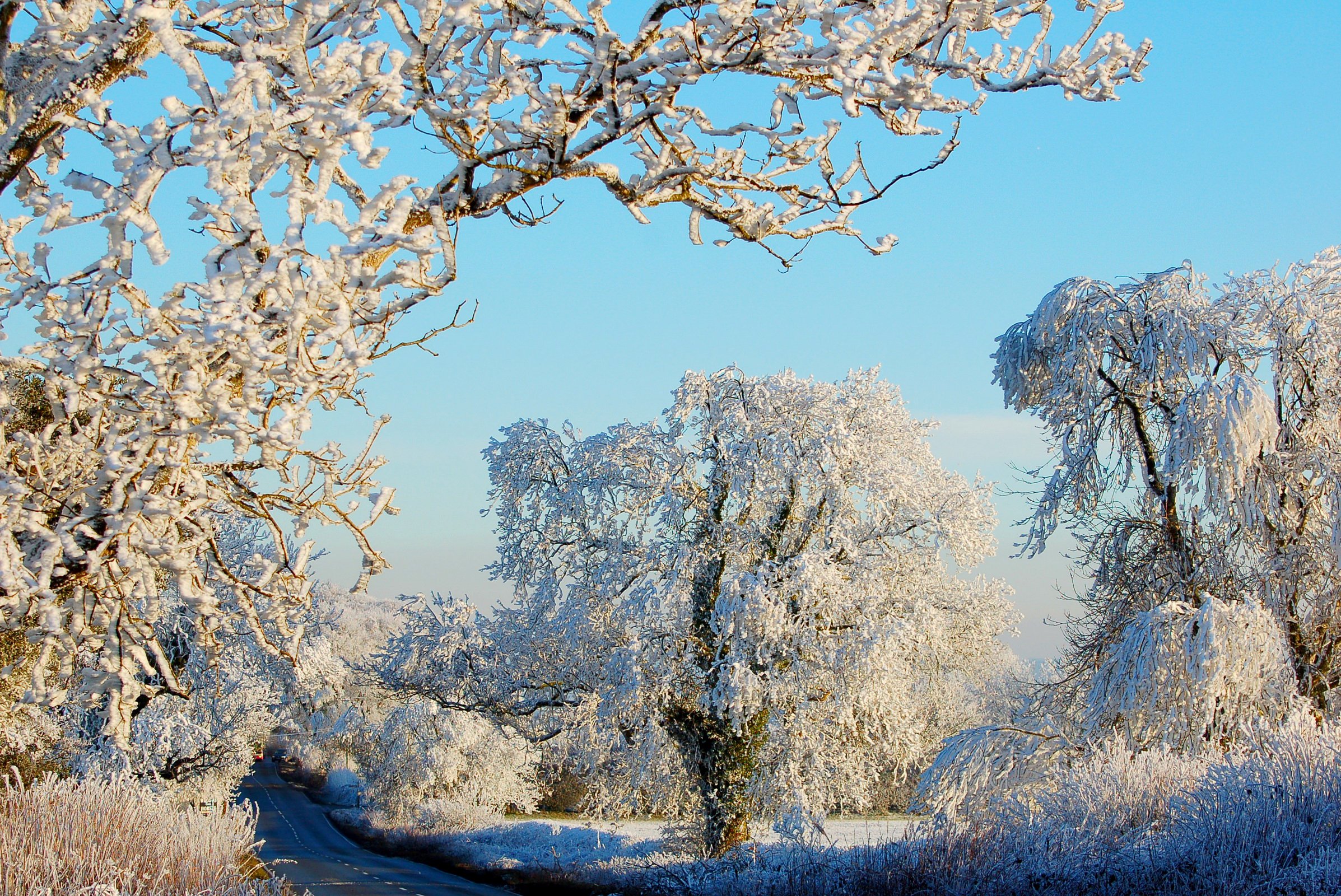 winter, Trees, Snow, Nature Wallpaper