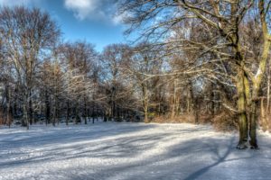 winter, Trees, Snow, Hdr, Nature