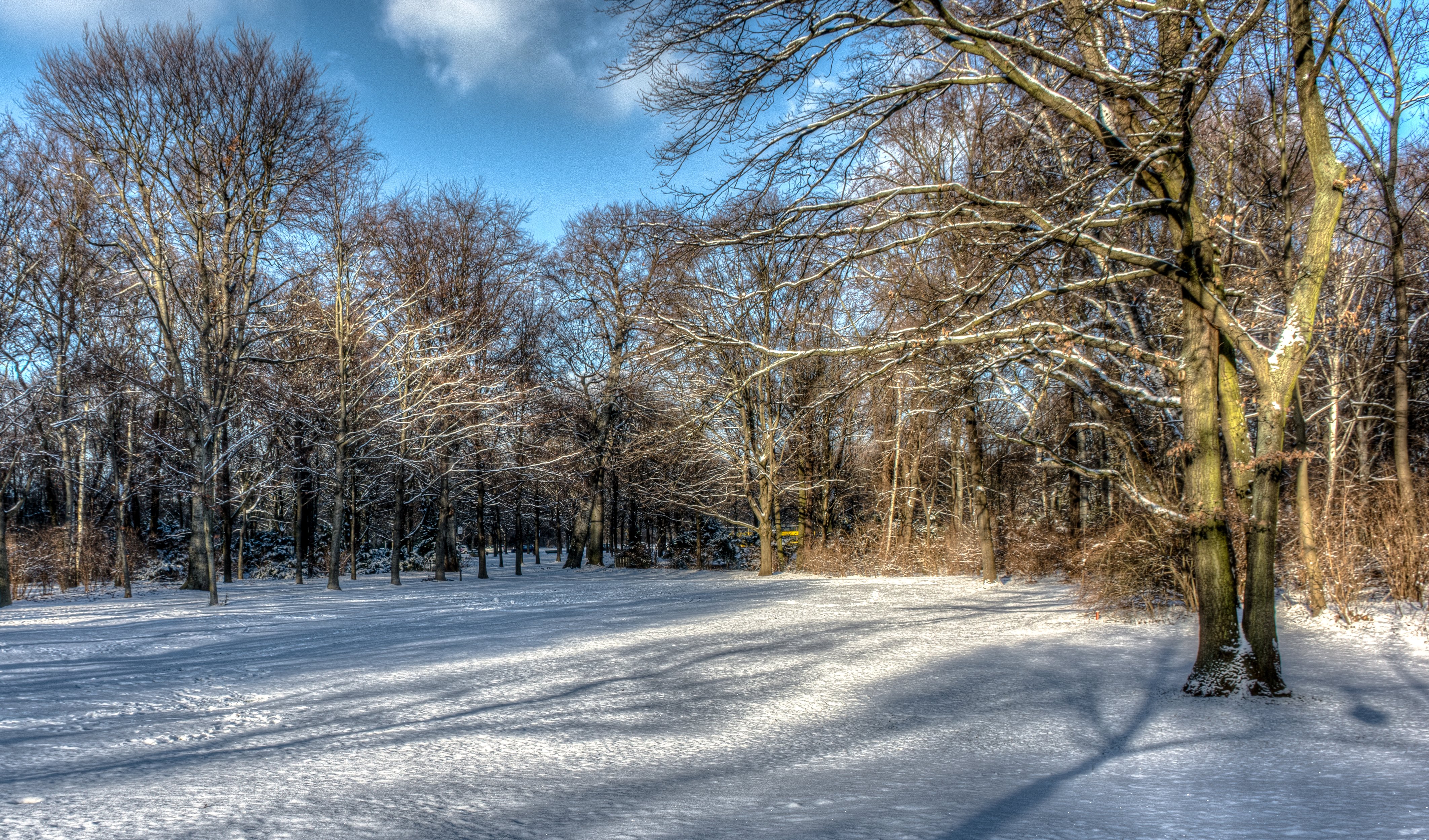 winter, Trees, Snow, Hdr, Nature Wallpaper