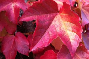 closeup, Foliage, Red, Nature, Autumn