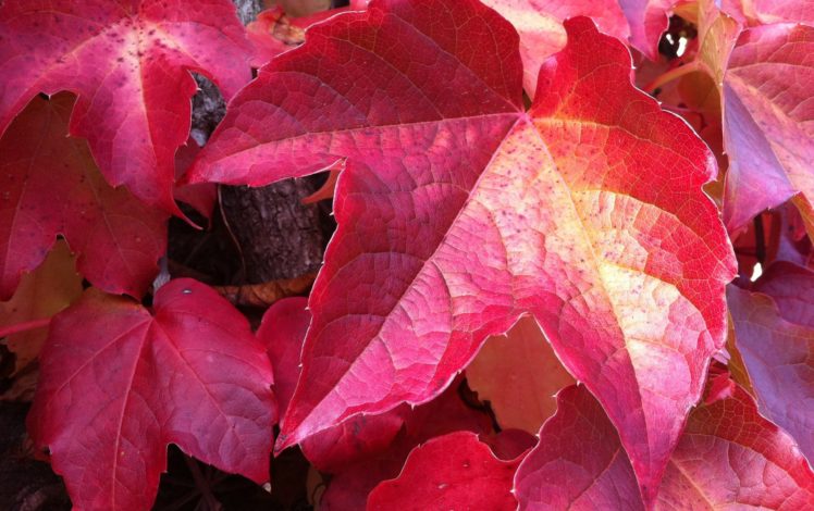 closeup, Foliage, Red, Nature, Autumn HD Wallpaper Desktop Background