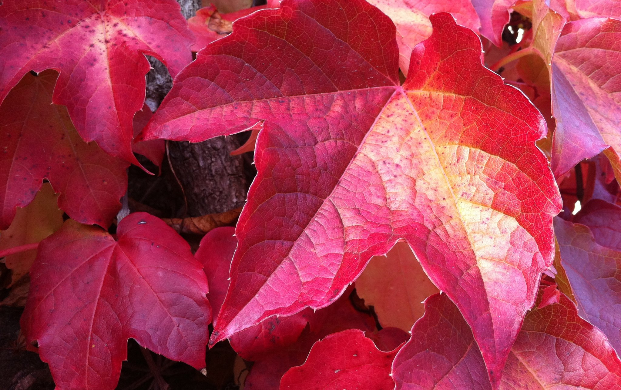 closeup, Foliage, Red, Nature, Autumn Wallpaper