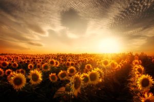 fields, Sunflowers, Sky, Sunrises, And, Sunsets, Nature