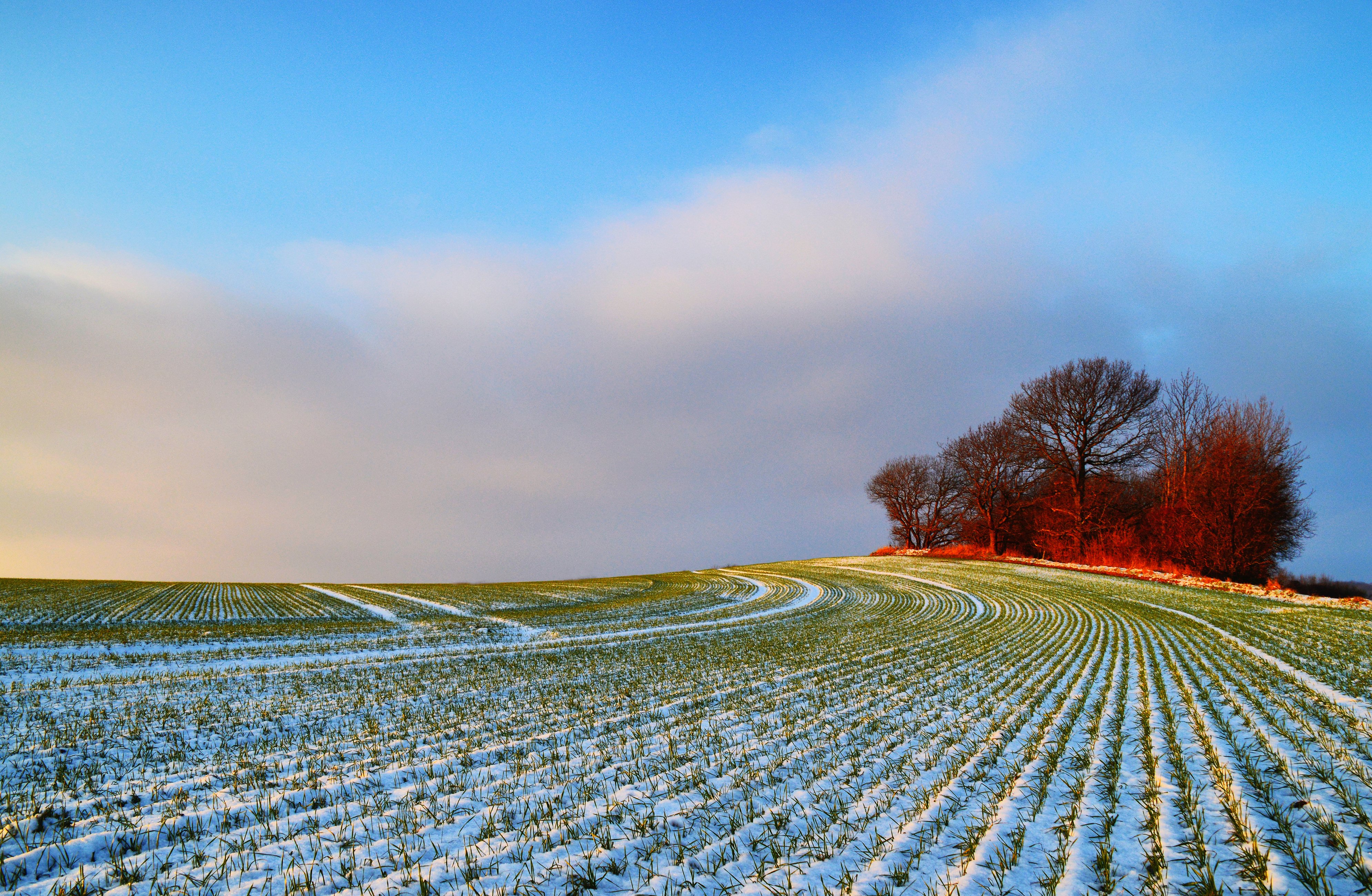 seasons, Winter, Fields, Trees, Snow, Nature Wallpaper