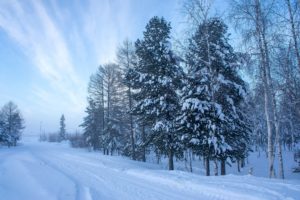 winter, Trees, Snow, Fir, Nature
