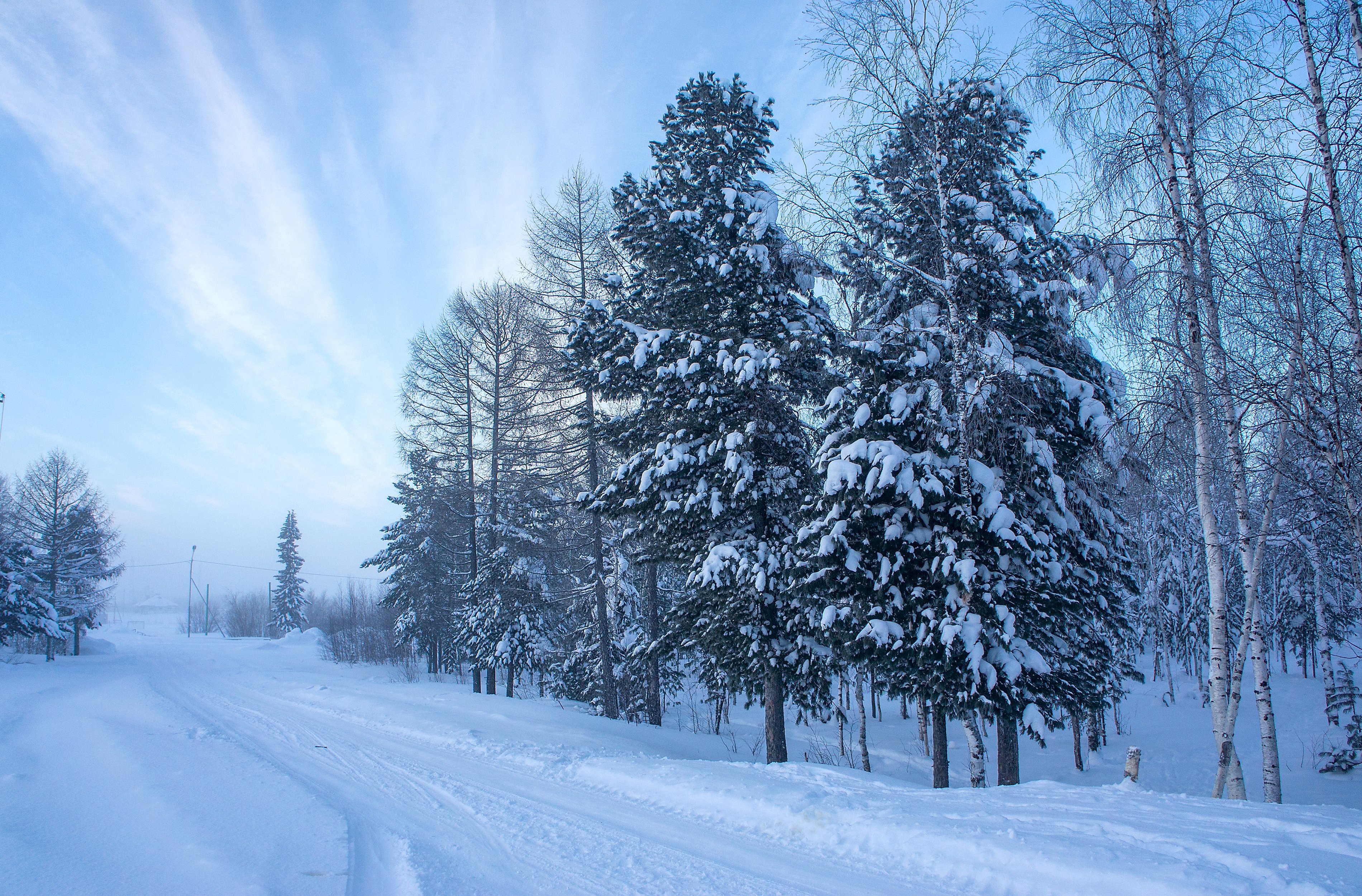 winter, Trees, Snow, Fir, Nature Wallpaper