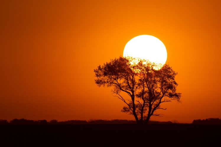 sunrises, And, Sunsets, Sun, Silhouette, Trees, Nature HD Wallpaper Desktop Background