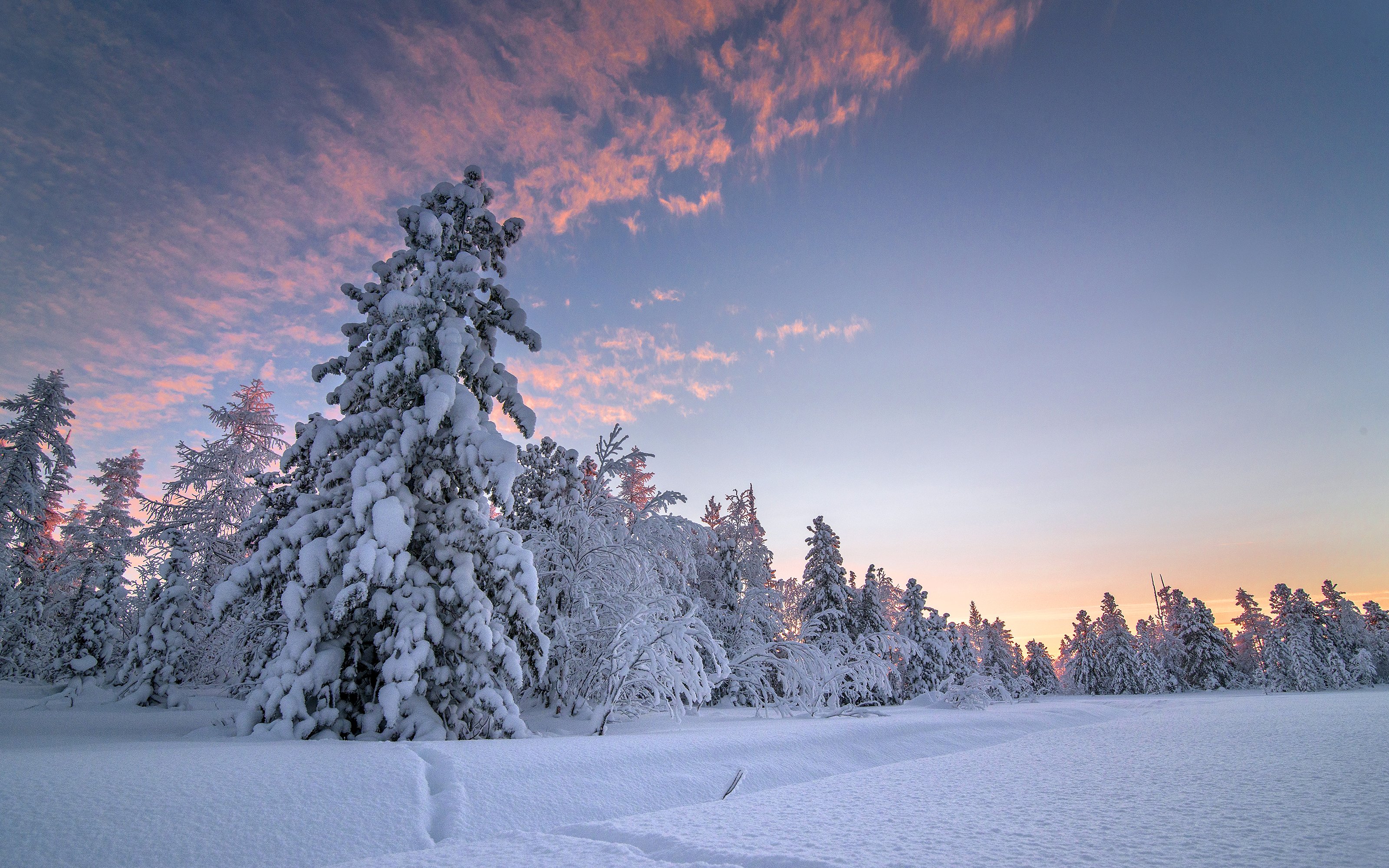winter, Sky, Snow, Fir, Nature Wallpaper