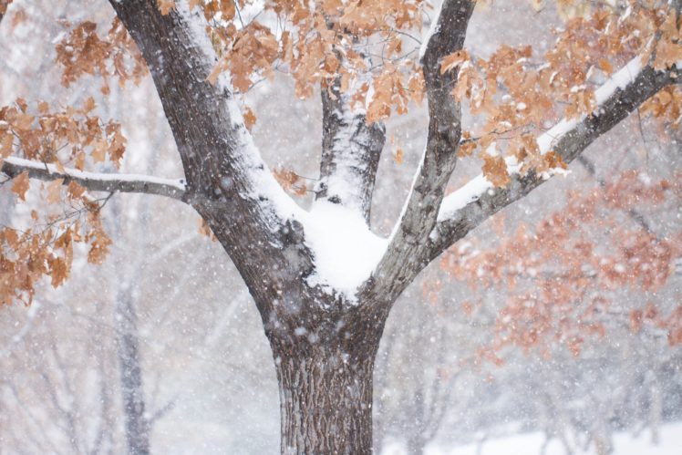 winter, Trunk, Tree, Snow, Nature HD Wallpaper Desktop Background