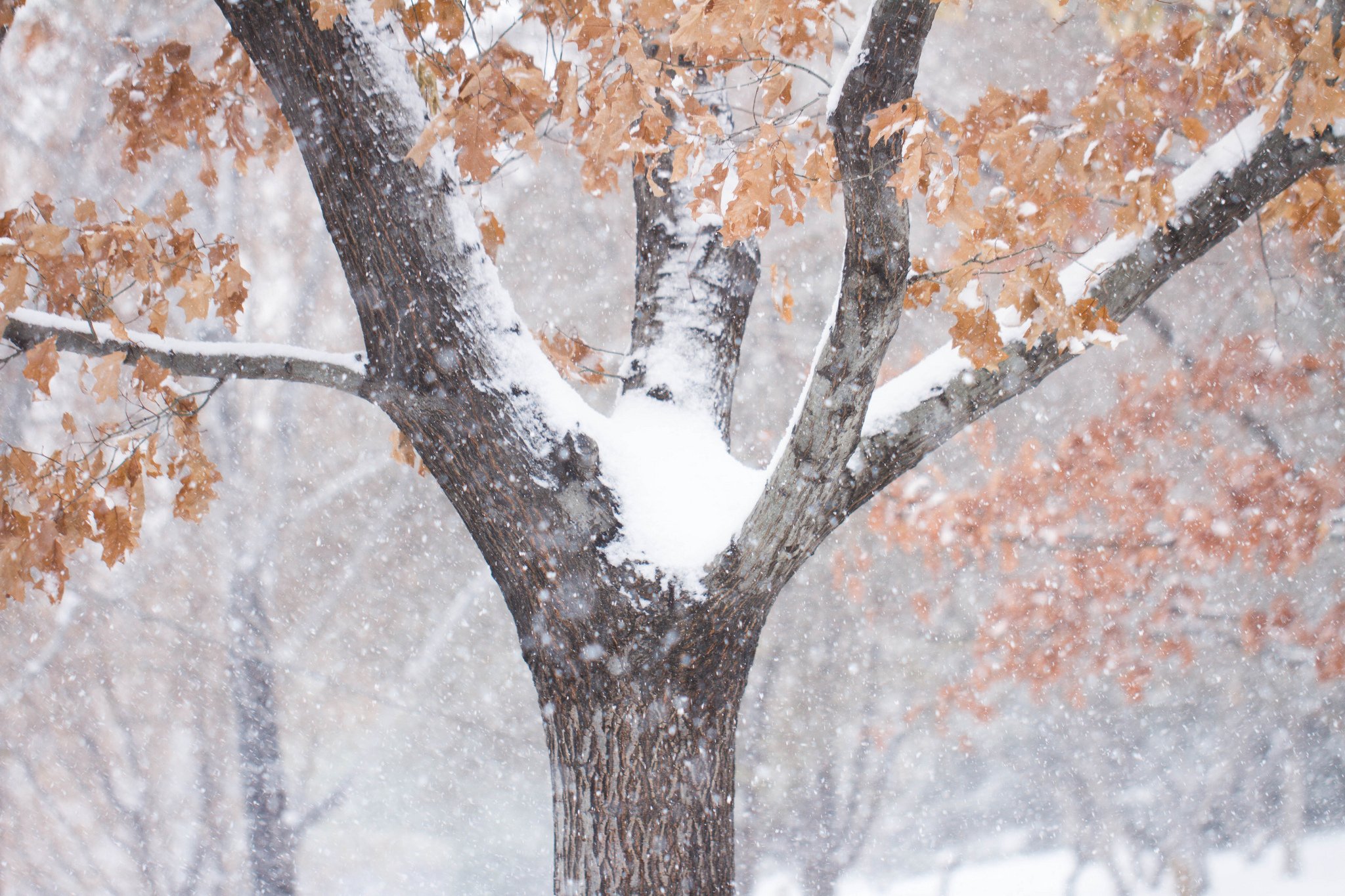 winter, Trunk, Tree, Snow, Nature Wallpaper