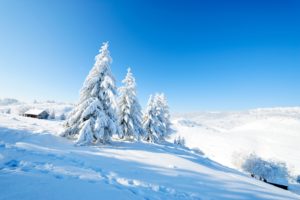 winter, Scenery, Snow, Fir, Nature
