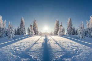 winter, Snow, Trees, Fir, Nature