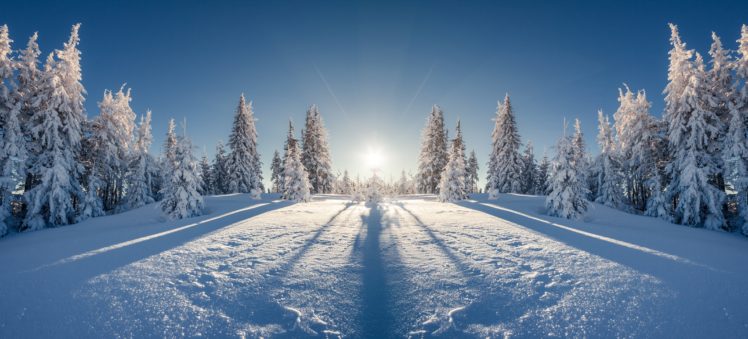 winter, Snow, Trees, Fir, Nature HD Wallpaper Desktop Background
