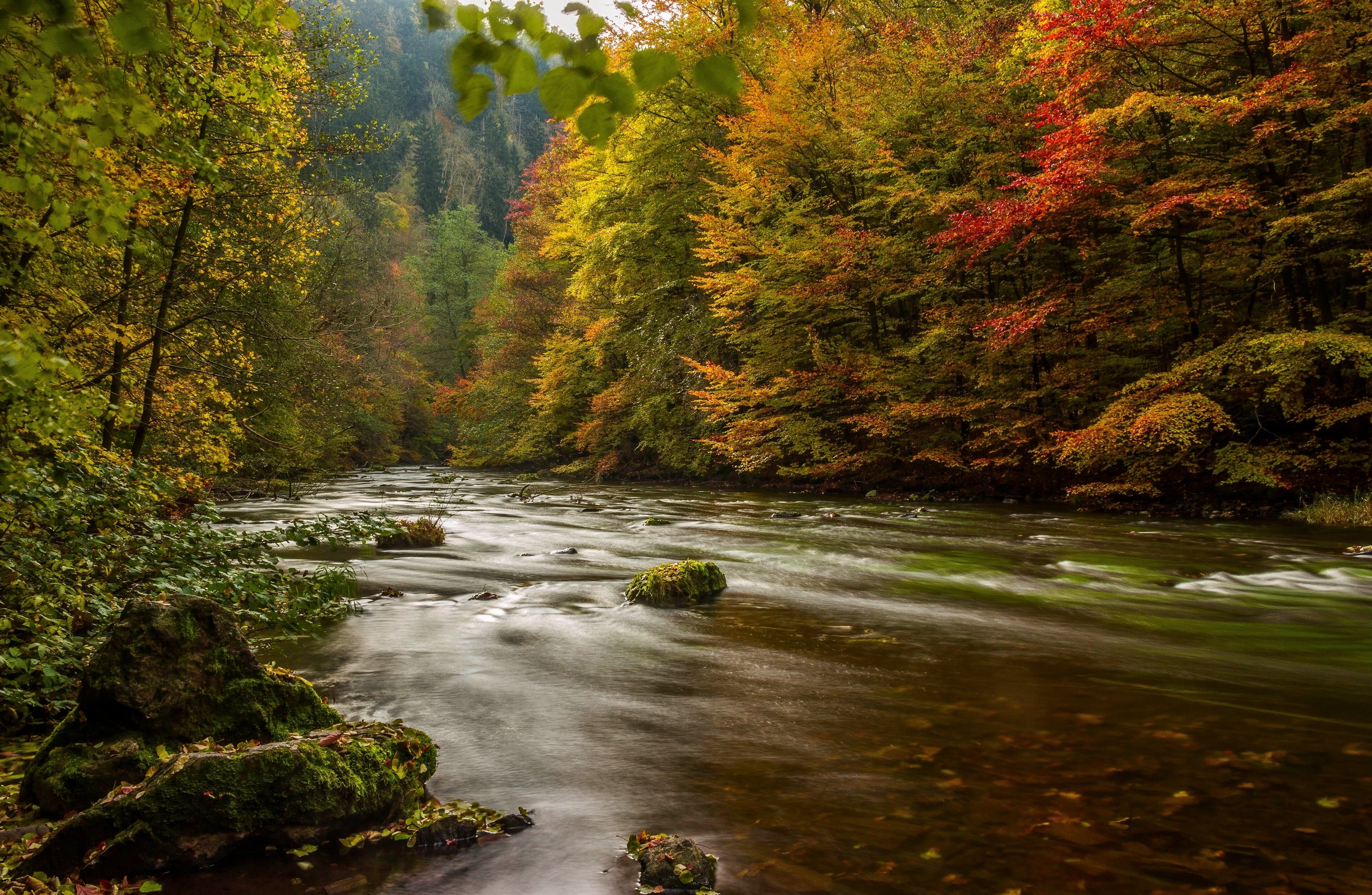 rivers, Forests, Germany, Autumn, Harz, Nature Wallpaper