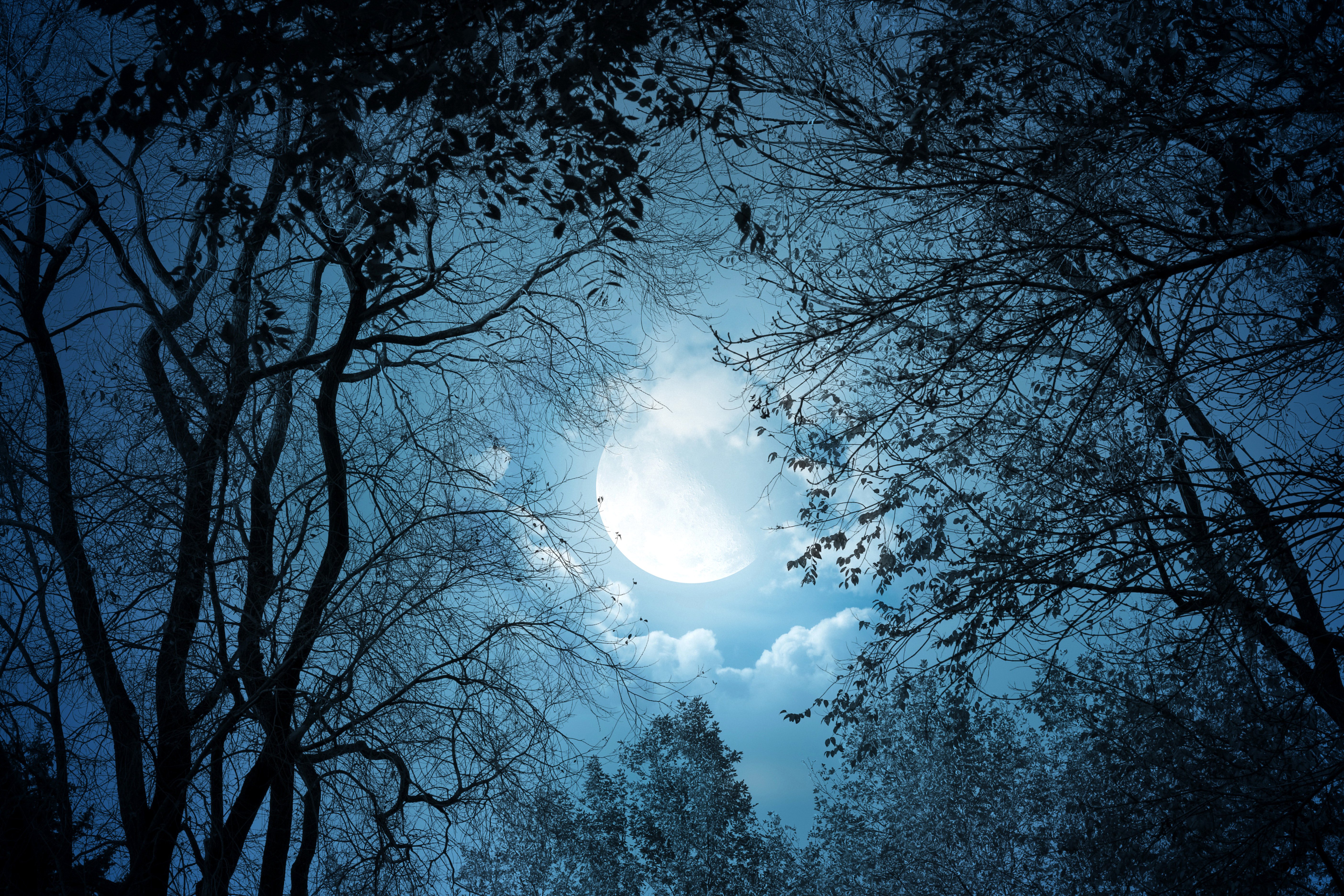 sky, Night, Moon, Branches, Nature Wallpaper