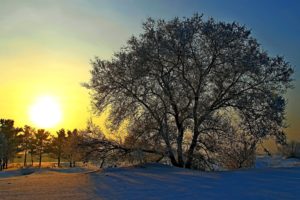 russia, Winter, Sunrises, And, Sunsets, Trees, Snow, Sun, Nature