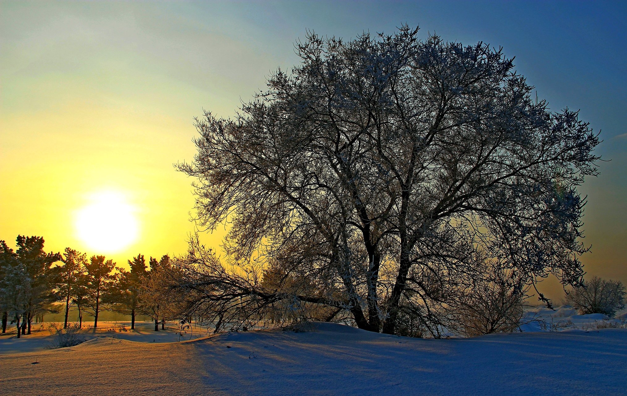 russia, Winter, Sunrises, And, Sunsets, Trees, Snow, Sun, Nature Wallpaper