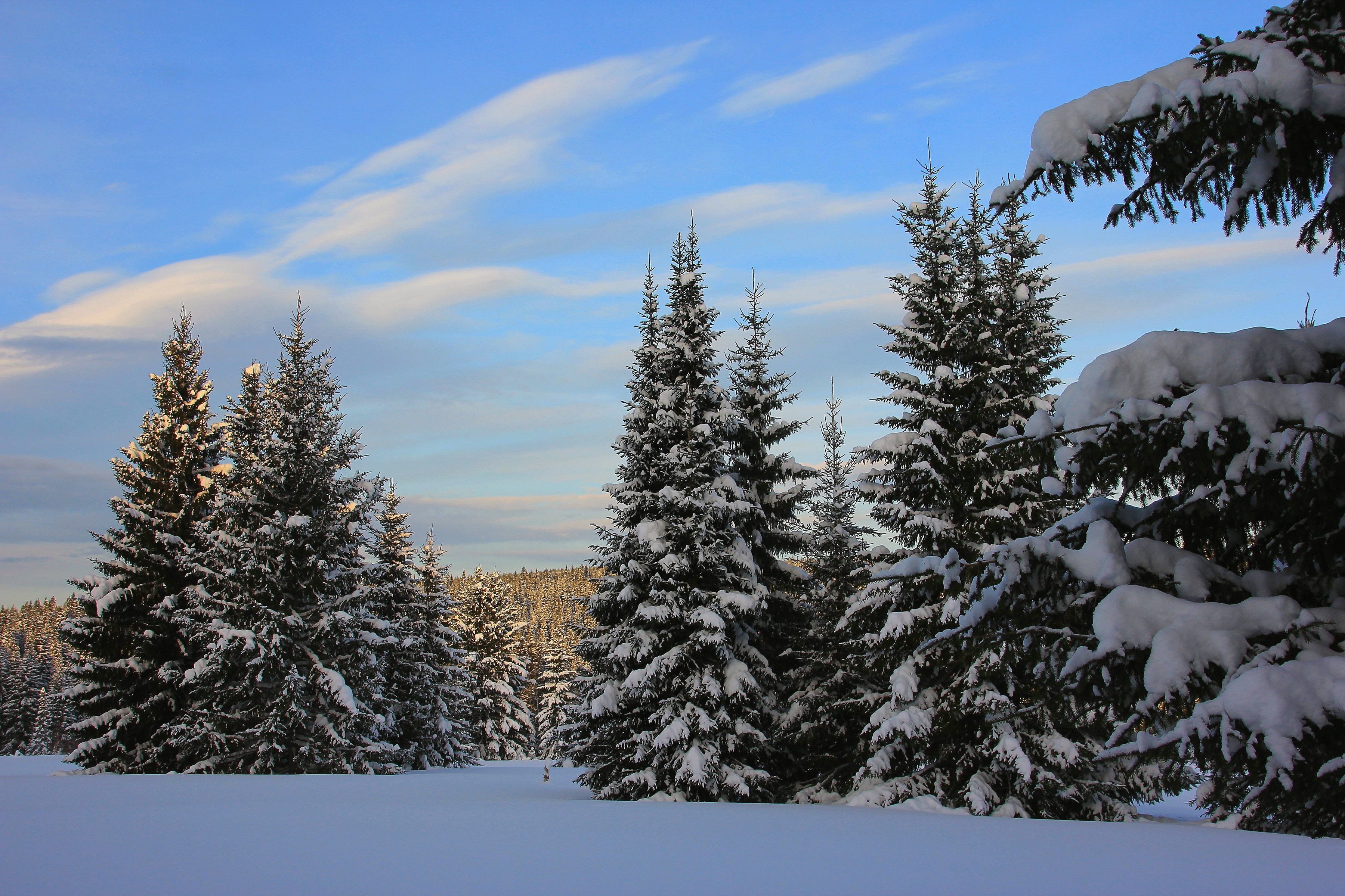 winter, Sky, Fir, Snow, Nature Wallpaper