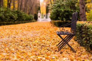 autumn, Foliage, Bench, Cities