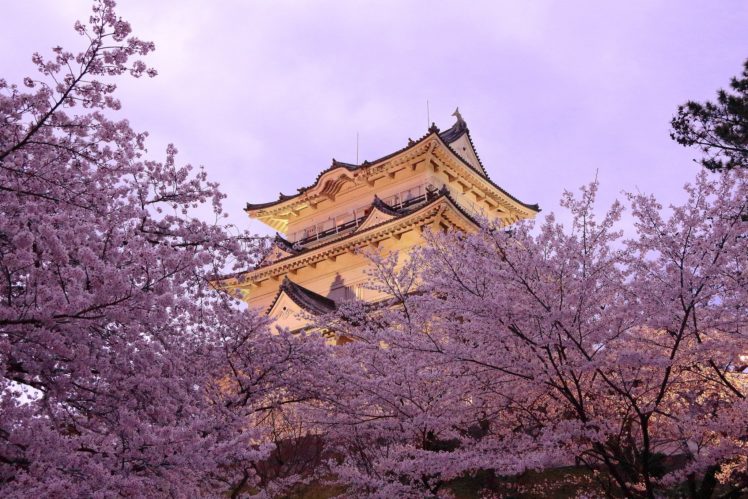 pagoda, Japan, Spring, Sakura, Cities HD Wallpaper Desktop Background