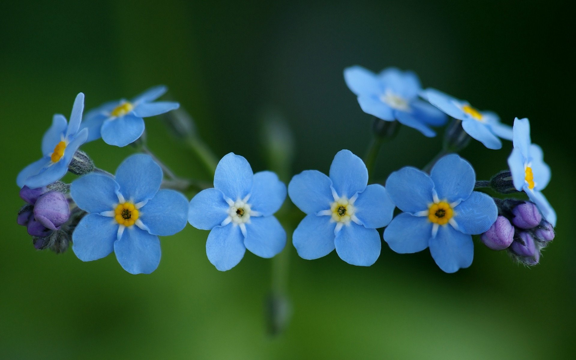 me, Nots, Flowers, Blue, Close, Up, Beauty Wallpaper