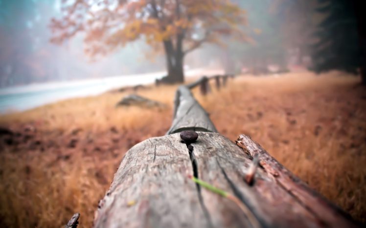 nature, Trees, Fences, Wood HD Wallpaper Desktop Background