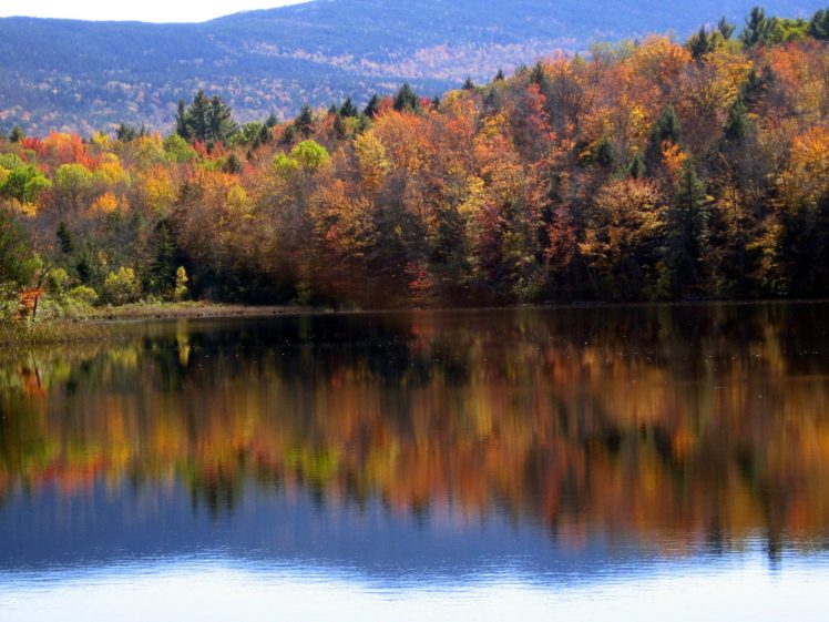 forest, Beauty, Tree, Nature, Landscape, Lake, Sky HD Wallpaper Desktop Background