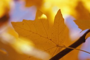 sheet, Autumn, Maple, Yellow, Branch, Veins