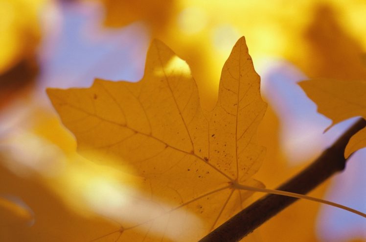 sheet, Autumn, Maple, Yellow, Branch, Veins HD Wallpaper Desktop Background