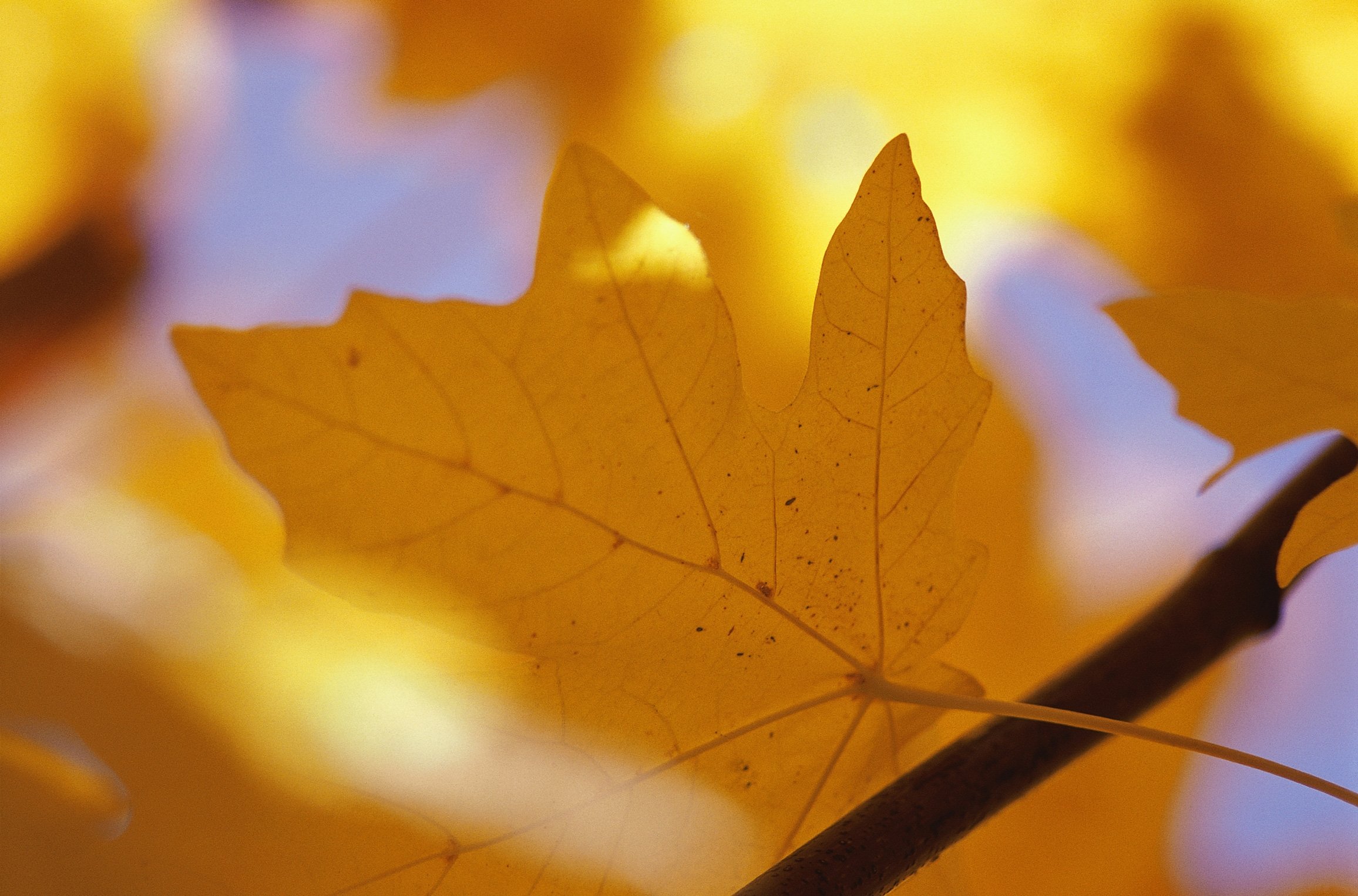 sheet, Autumn, Maple, Yellow, Branch, Veins Wallpaper