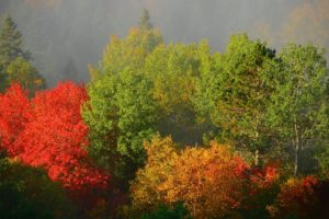 trees, Autumn, Foliage, Fog