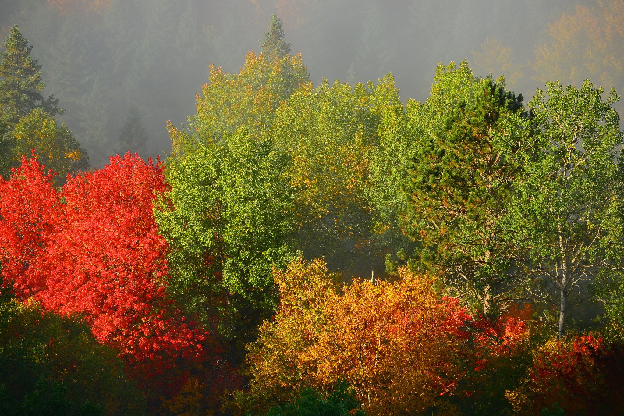 trees, Autumn, Foliage, Fog Wallpaper