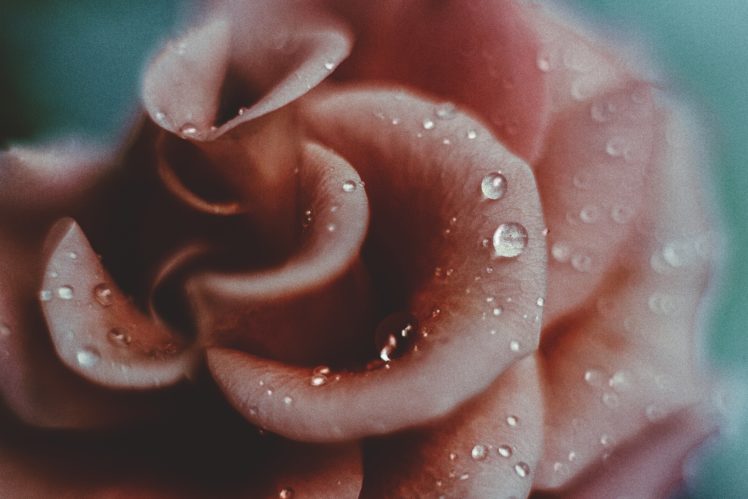 amazing, Beautiful, Flower, Rose, Macro, Drop, Close up HD Wallpaper Desktop Background