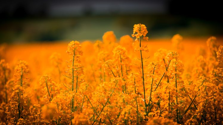 amazing, Beautiful, Landscape, Grass, Flowers, Field HD Wallpaper Desktop Background