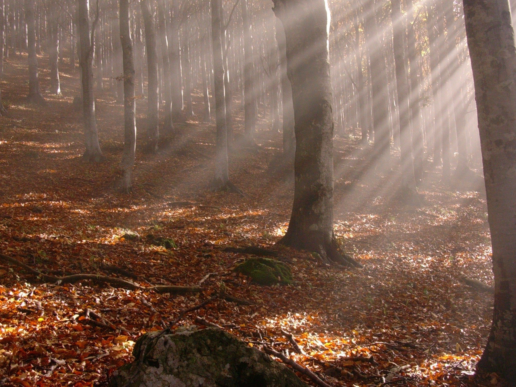 amazing, Beautiful, Landscape, Trees, Wood, Autumn, Leaves ...