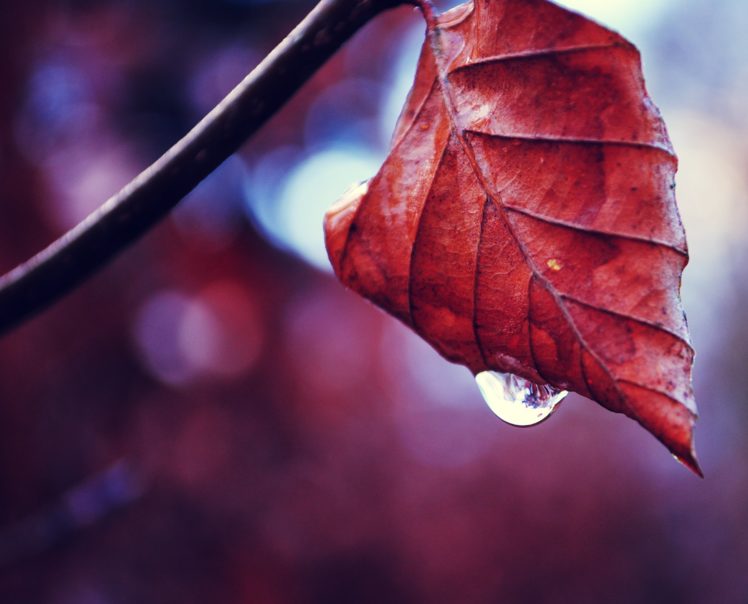 leaf, Autumn, Dry, Branch HD Wallpaper Desktop Background