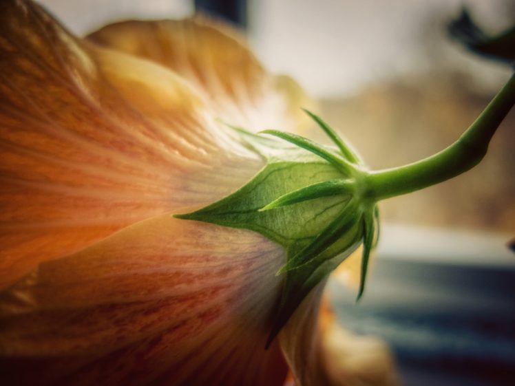 flower, Macro, Bud, Petals HD Wallpaper Desktop Background