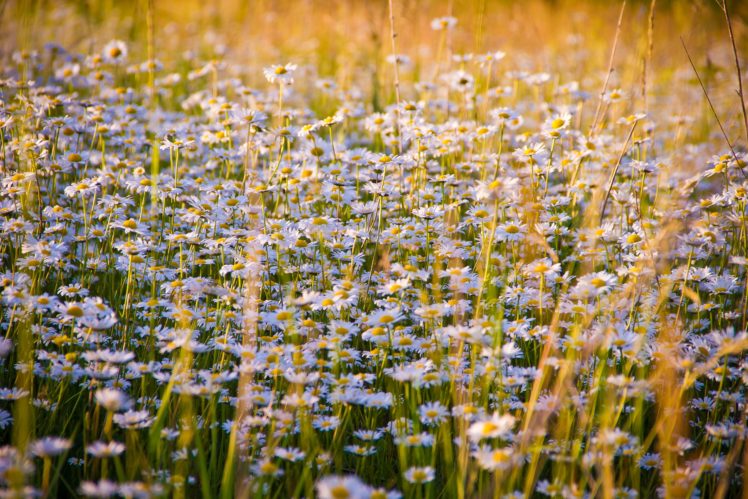 daisies, Flowers, Field, Lots HD Wallpaper Desktop Background