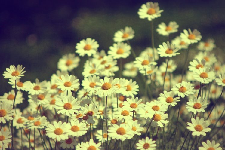 daisies, Flowers, Field, Summer, Beautiful, Nature HD Wallpaper Desktop Background