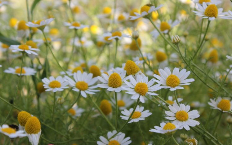 daisies, Flowers, Summer, Field, Beautiful, Nature HD Wallpaper Desktop Background