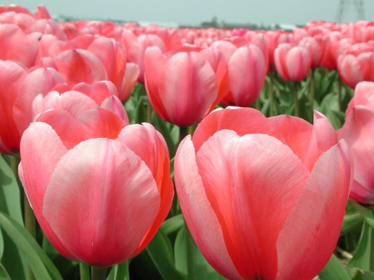 beautiful, Nature, Tulips, Flowers, Golf, Horizon, Close up HD Wallpaper Desktop Background
