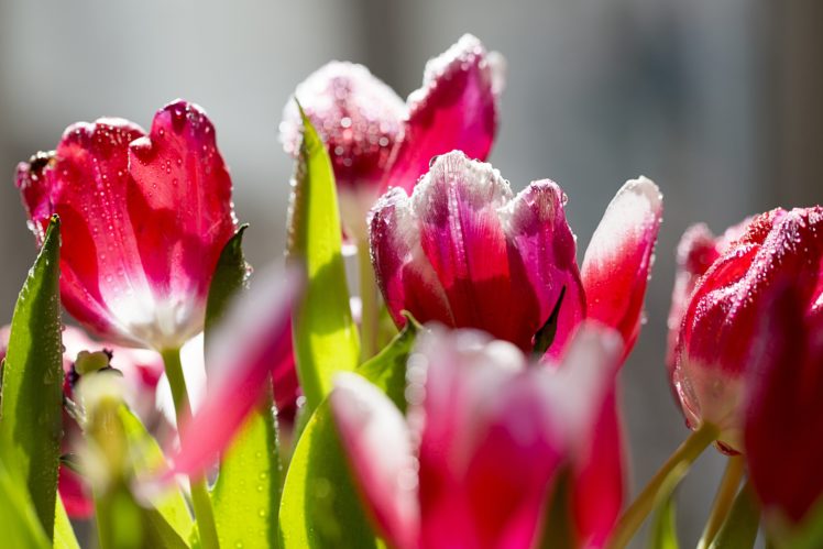 beautiful, Nature, Tulips, Flowers, Frost, Petals HD Wallpaper Desktop Background